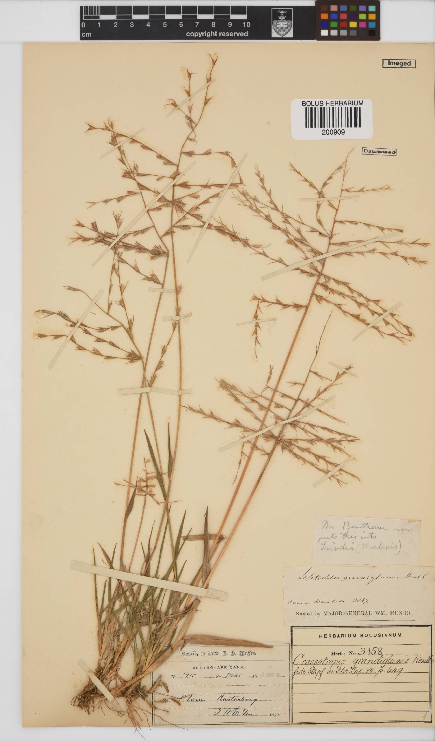 Trichoneura grandiglumis image