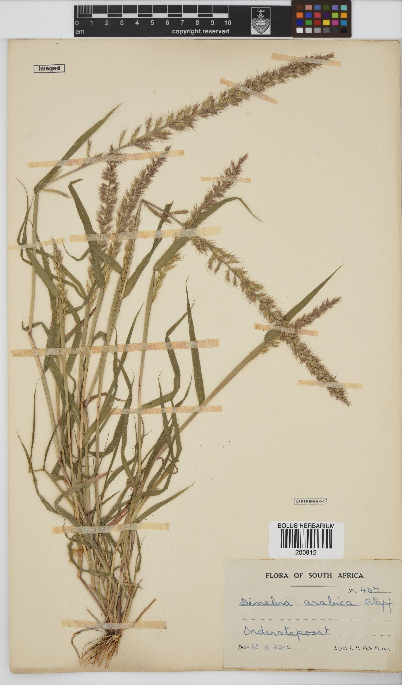 Dinebra retroflexa image