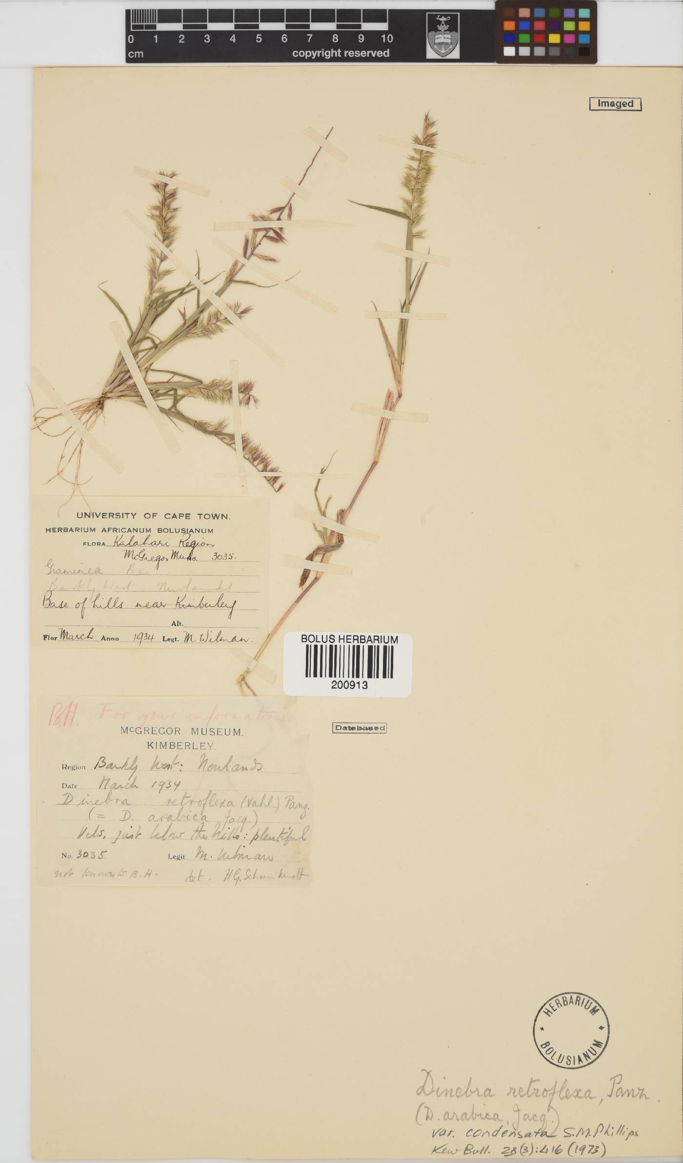 Dinebra retroflexa var. condensata image