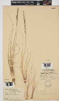 Eragrostis caesia image