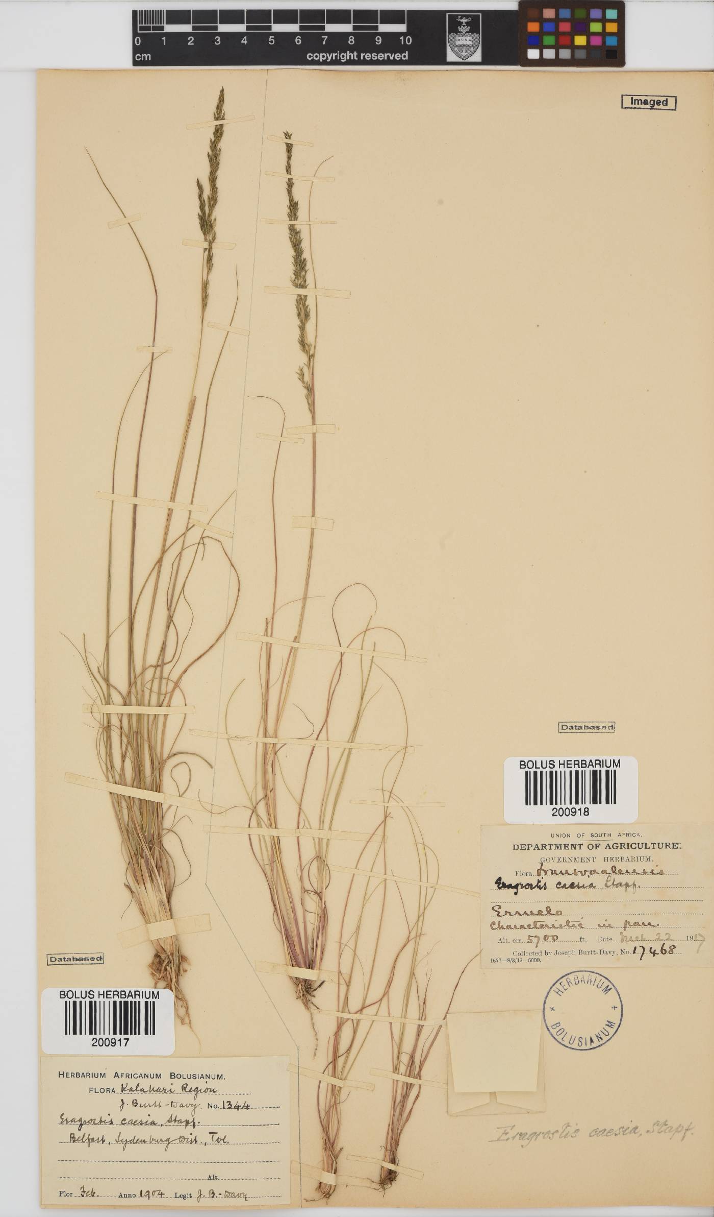 Eragrostis caesia image