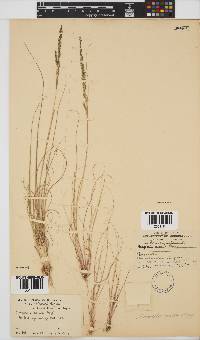 Eragrostis caesia image