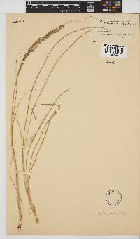 Eragrostis caesia image