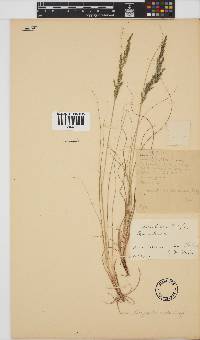 Eragrostis caesia image