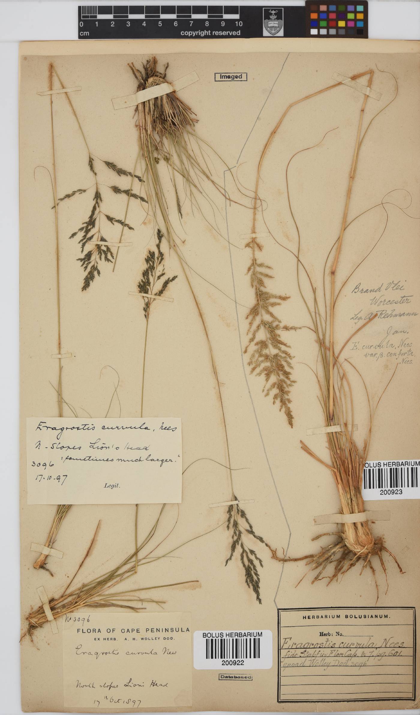 Eragrostis curvula image