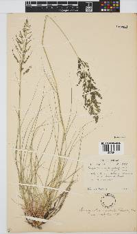 Eragrostis curvula image