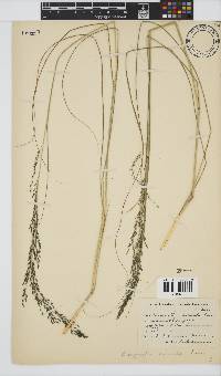 Eragrostis curvula image