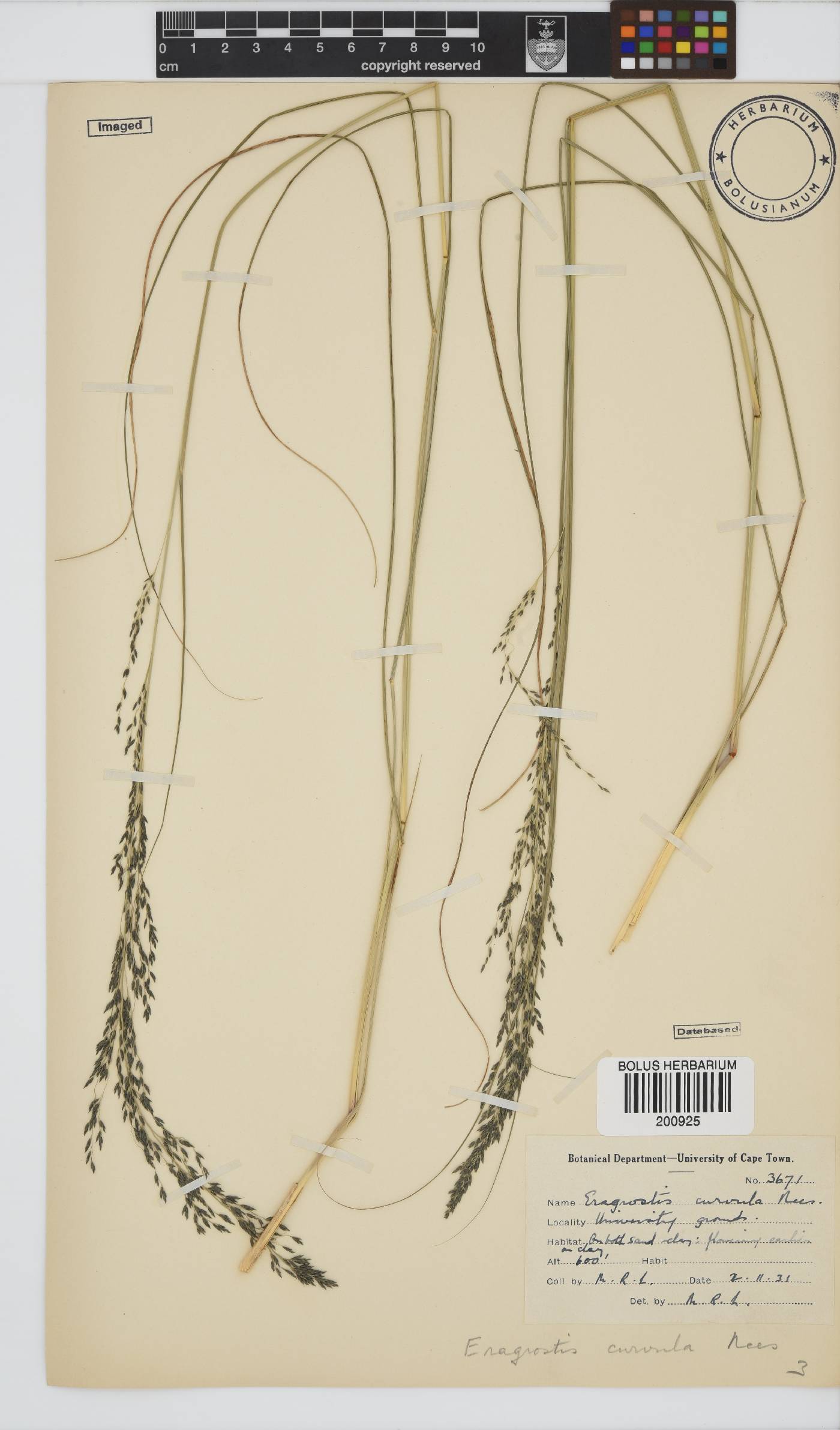 Eragrostis curvula image