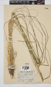 Eragrostis curvula image