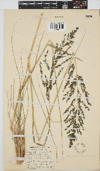 Eragrostis curvula image