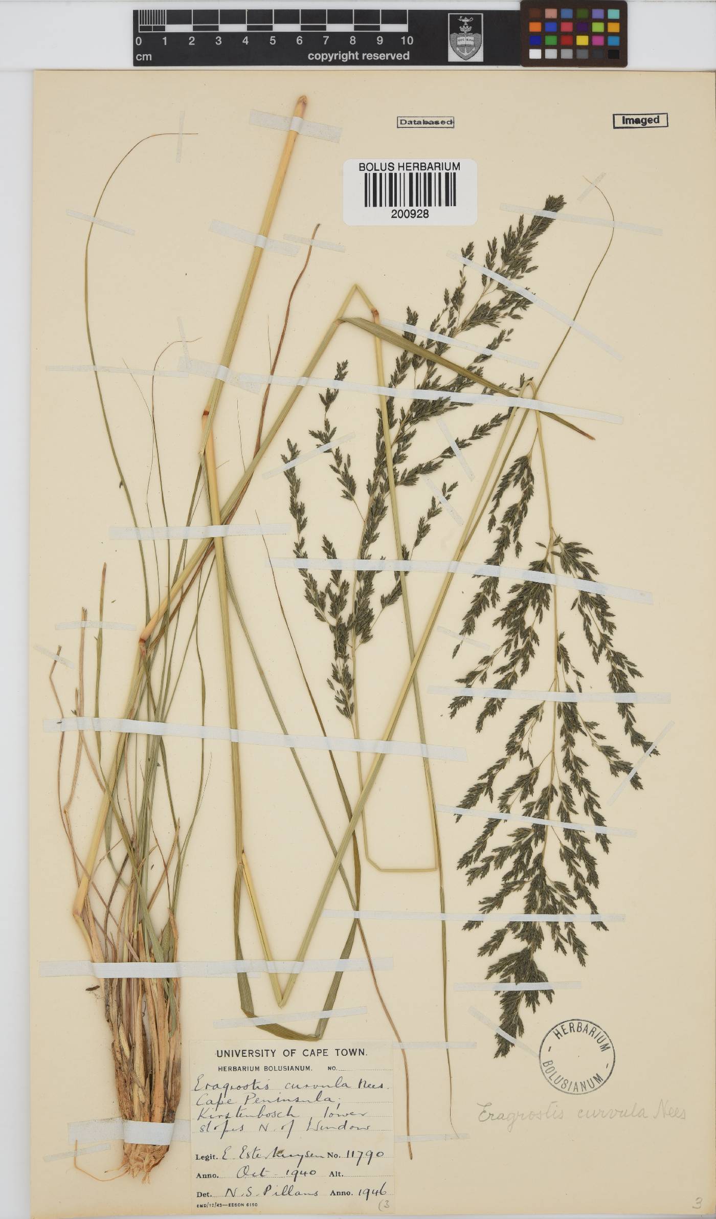 Eragrostis curvula image