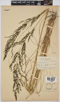 Eragrostis curvula image