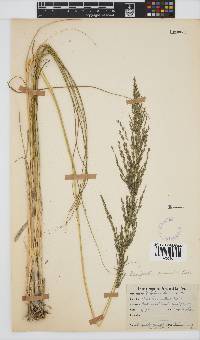 Eragrostis curvula image