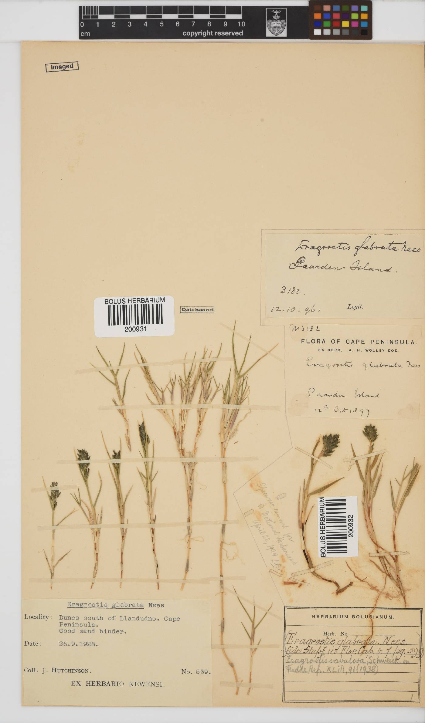 Eragrostis sabulosa image