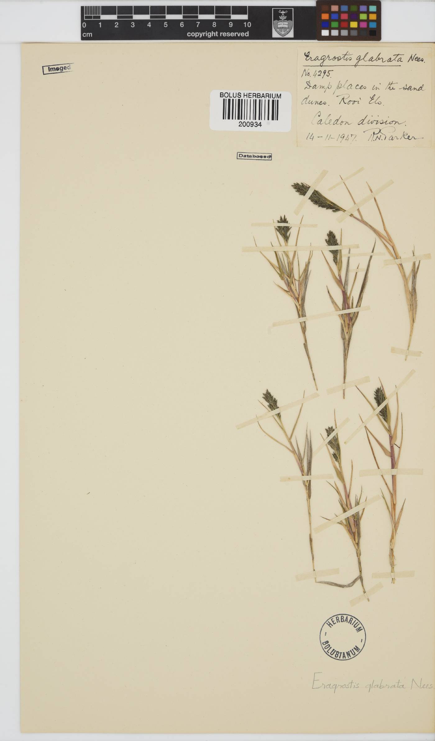 Eragrostis sabulosa image