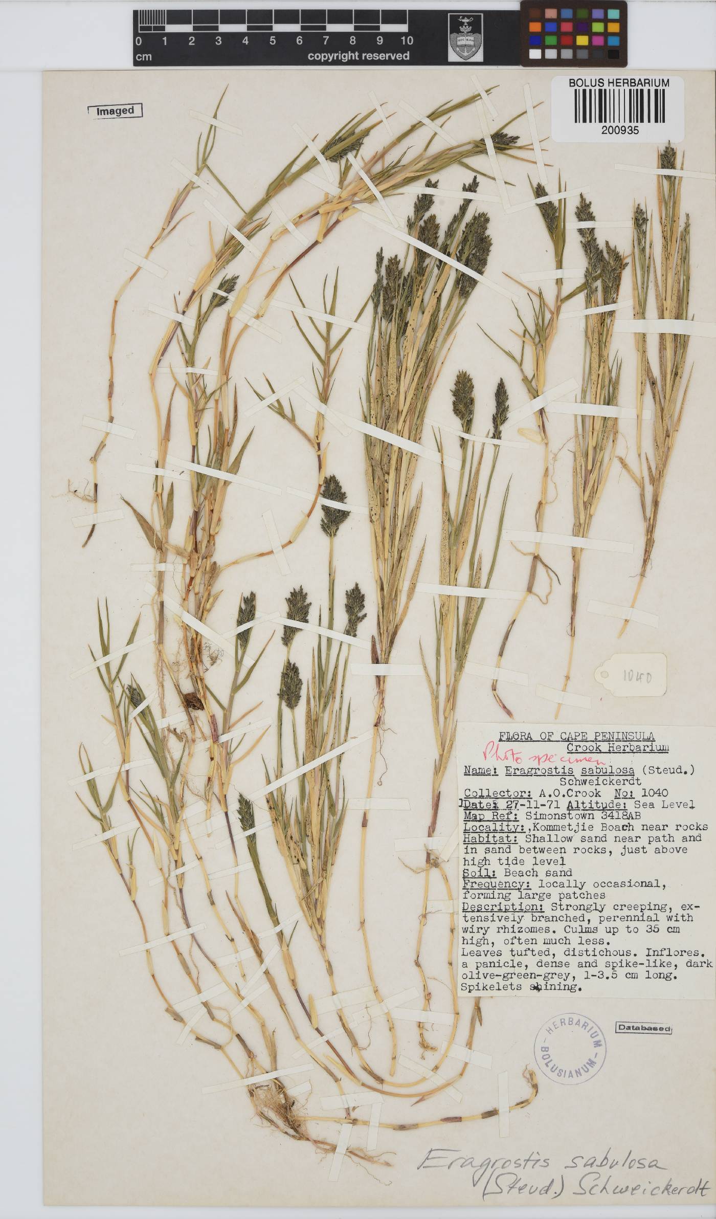 Eragrostis sabulosa image