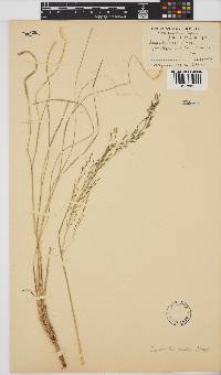 Eragrostis caesia image