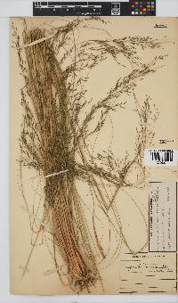 Eragrostis curvula image