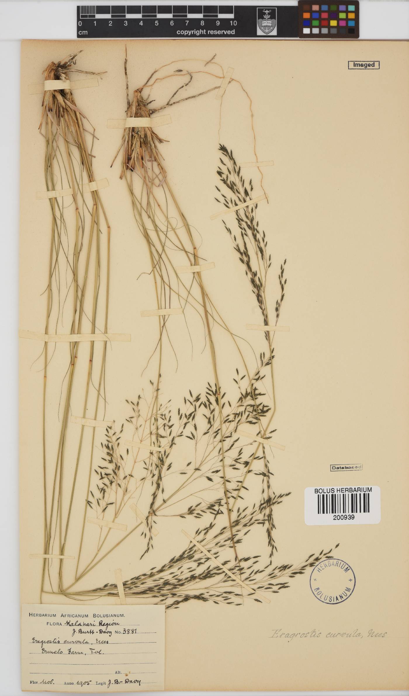 Eragrostis curvula image