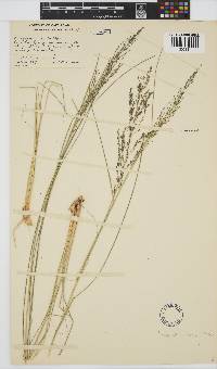 Eragrostis curvula image