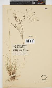 Eragrostis curvula image