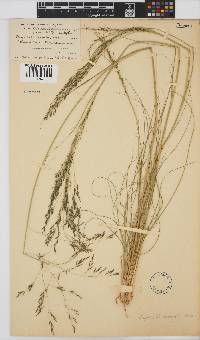 Eragrostis curvula image