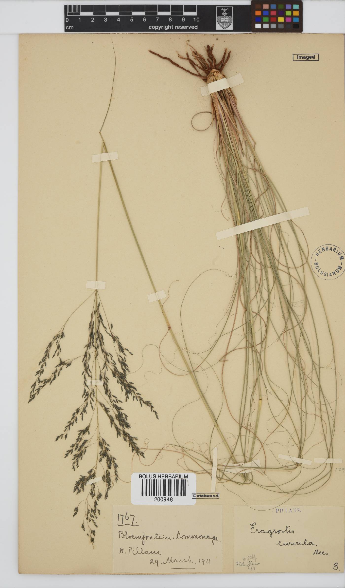 Eragrostis curvula image