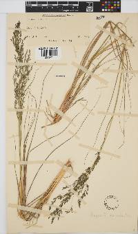 Eragrostis curvula image