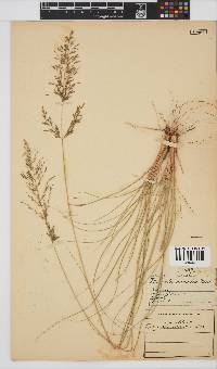 Eragrostis curvula image