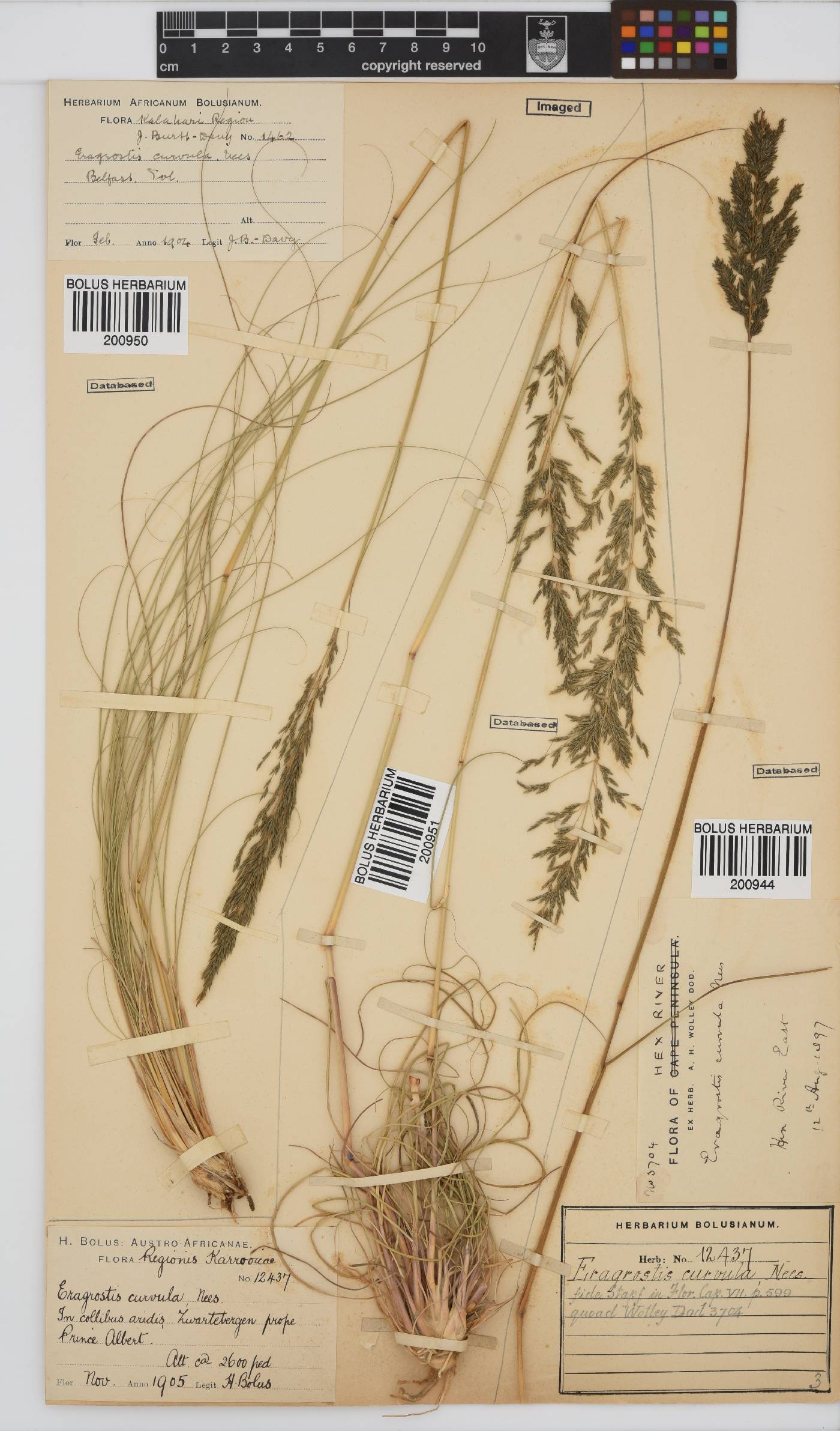 Eragrostis curvula image