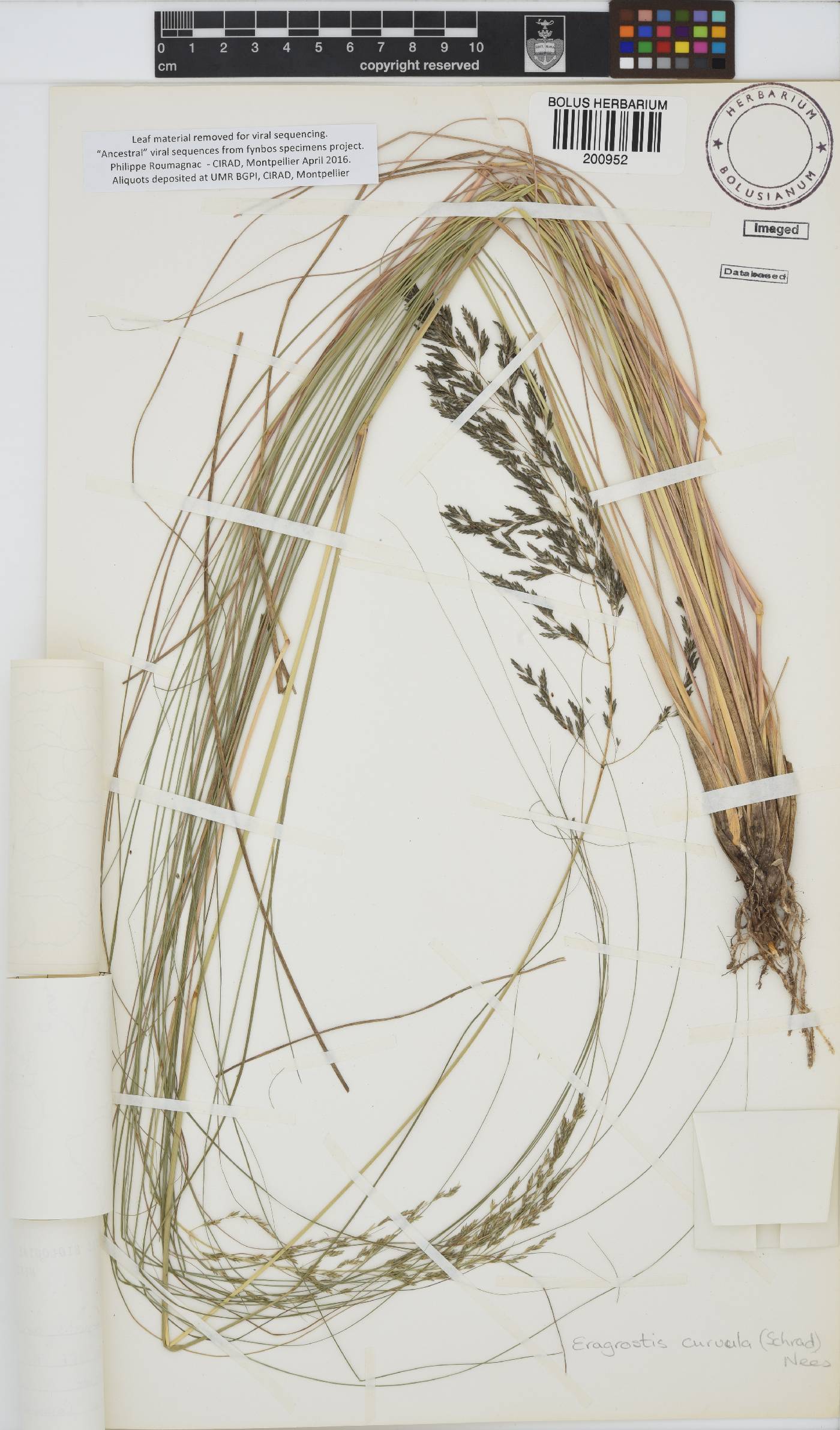 Eragrostis curvula image