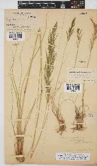 Eragrostis curvula image