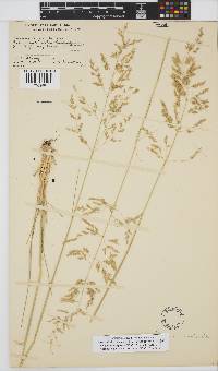 Eragrostis curvula image