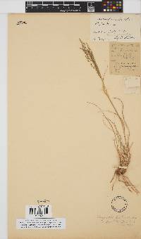 Eragrostis curvula image