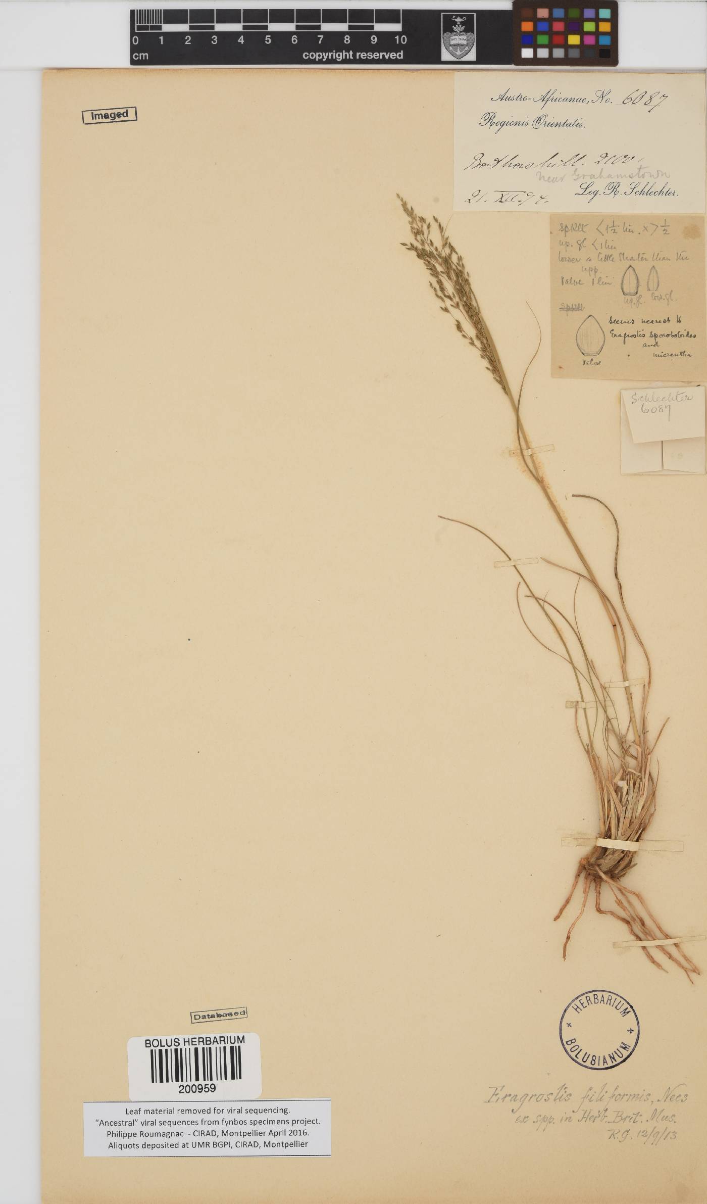 Eragrostis curvula image