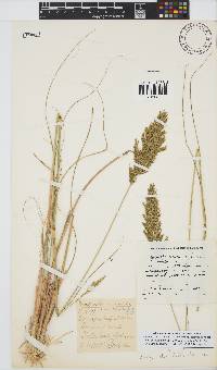 Eragrostis curvula image