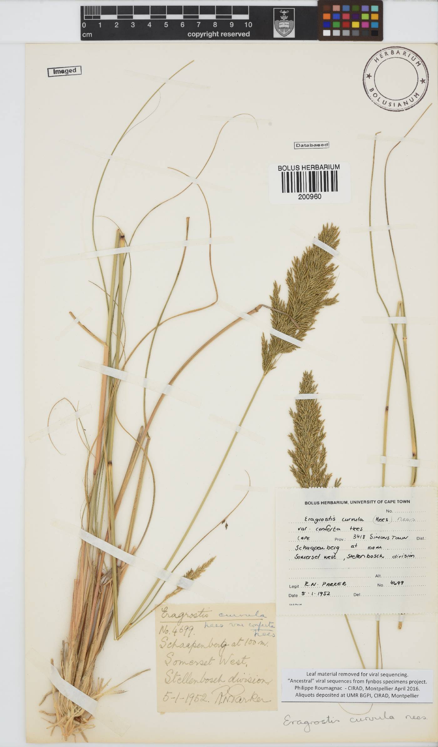 Eragrostis curvula image