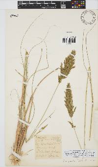 Eragrostis curvula image