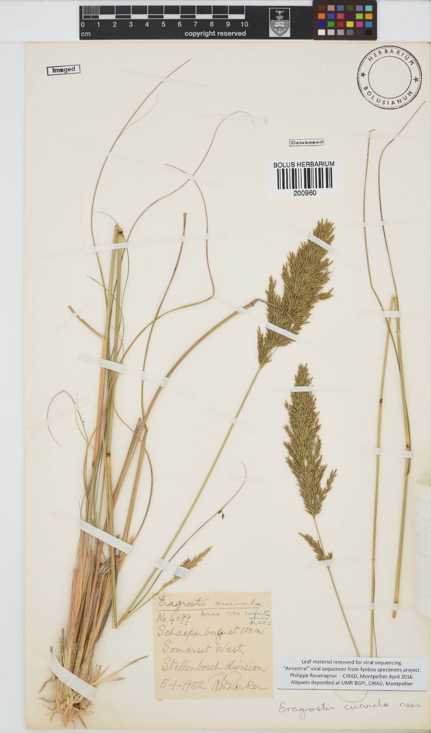 Eragrostis curvula image