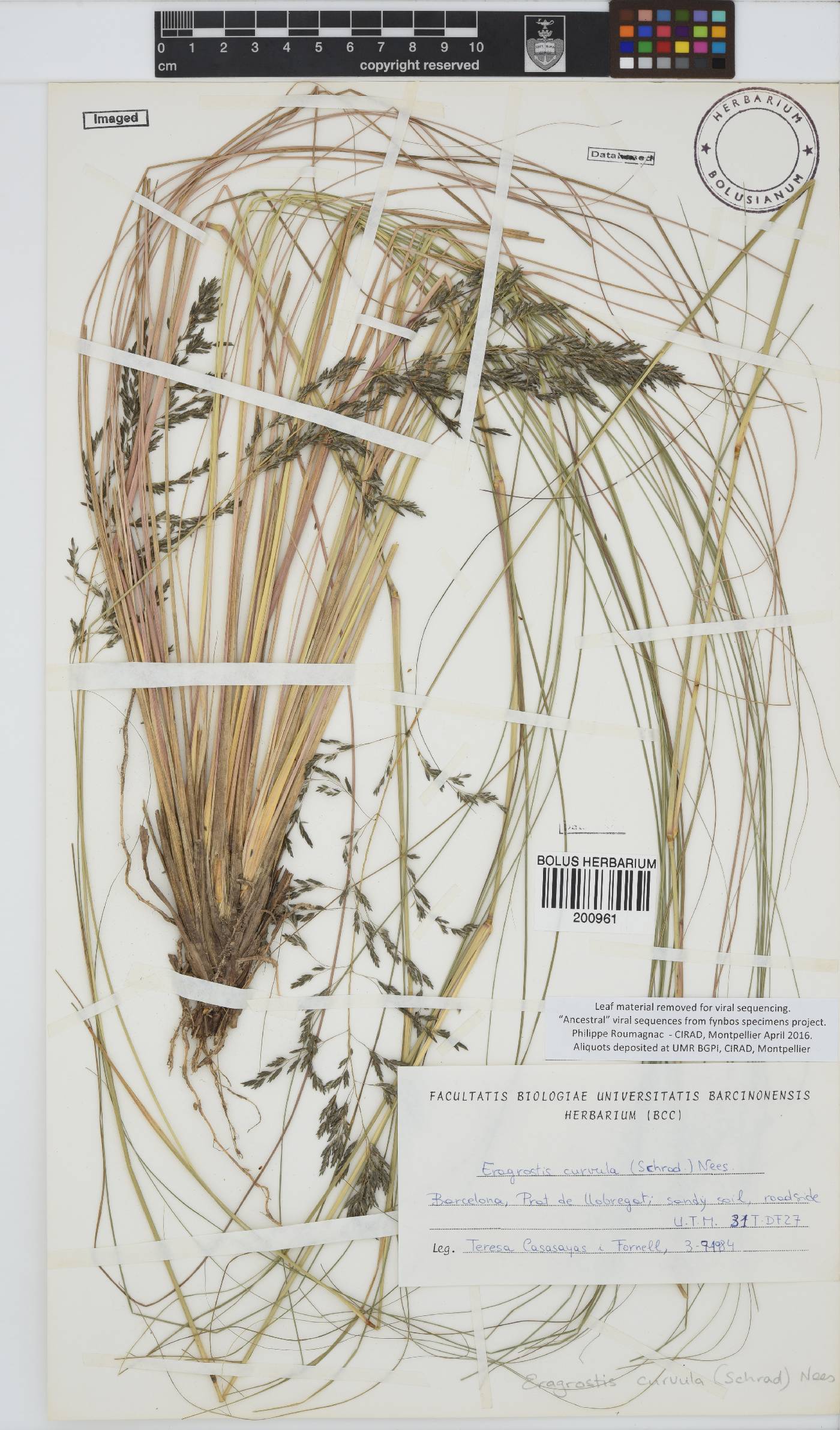 Eragrostis curvula image