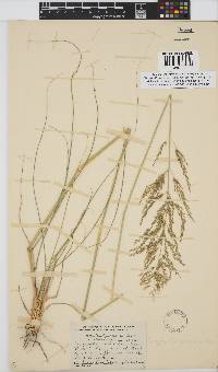 Eragrostis curvula image