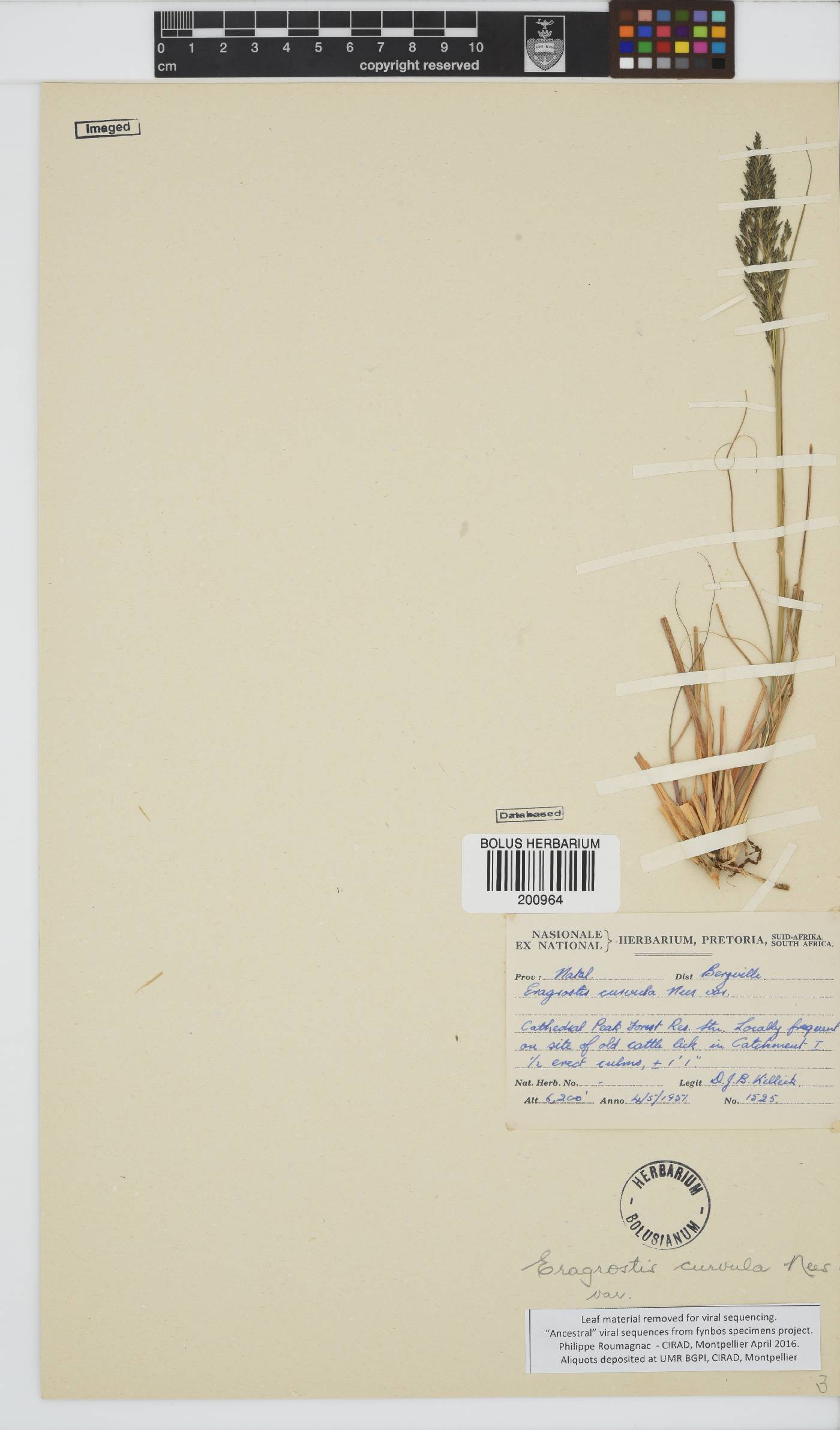 Eragrostis curvula image
