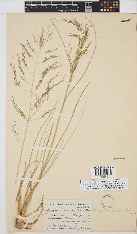 Eragrostis curvula image