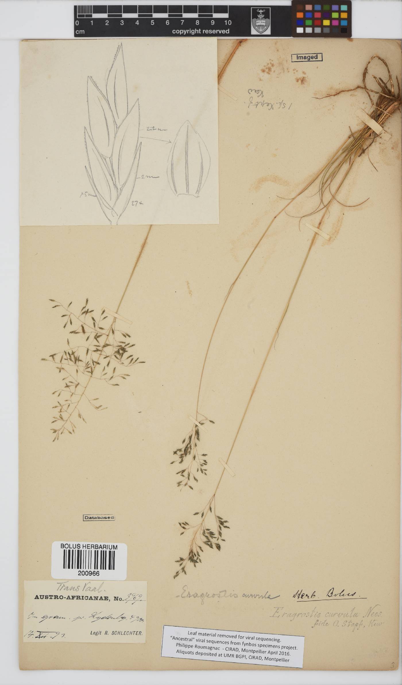 Eragrostis curvula image