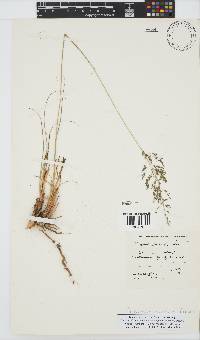 Eragrostis curvula image