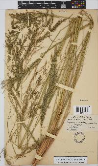 Eragrostis curvula image