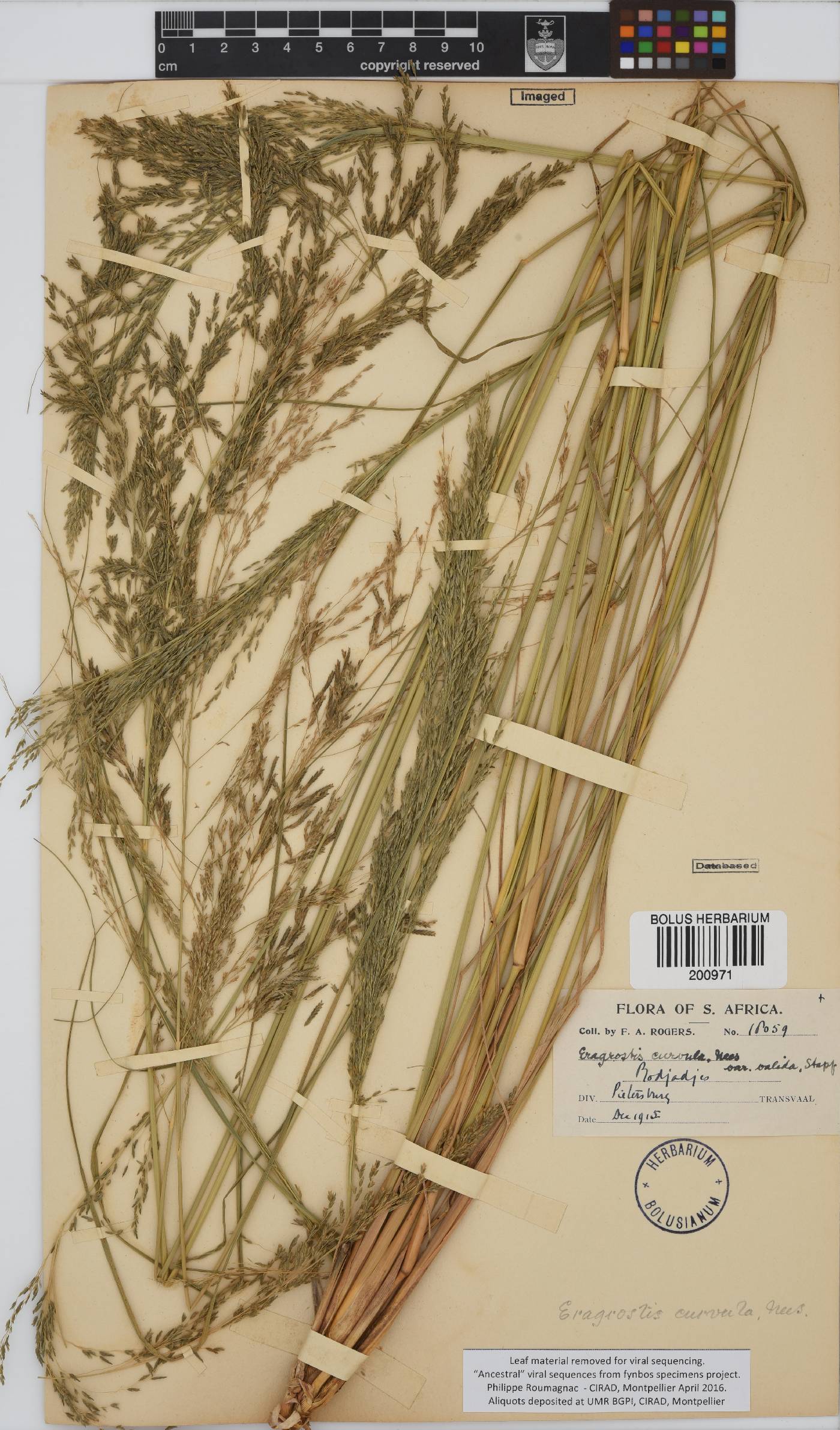 Eragrostis curvula image