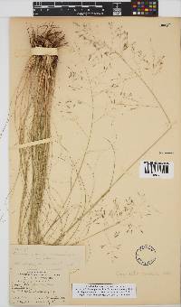 Eragrostis curvula image