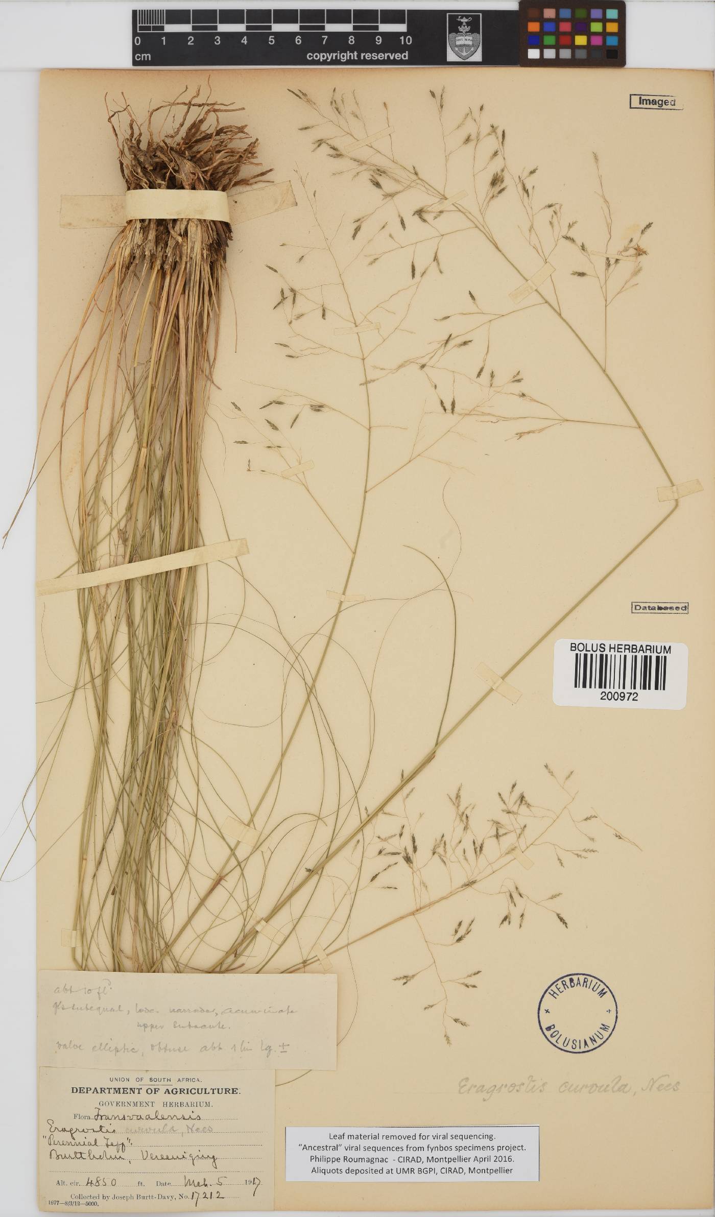 Eragrostis curvula image