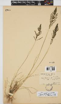 Eragrostis curvula image